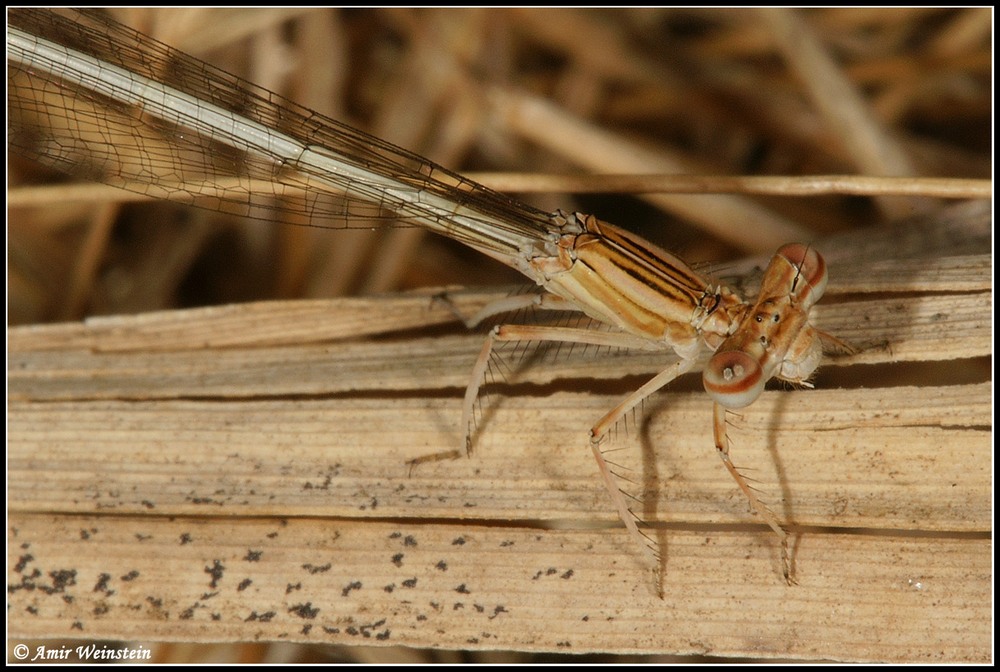 Odonata d''Israele for ID